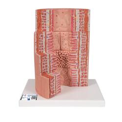 Verdauungstrakt Modell 3B MICROanatomy™  / Bild 1