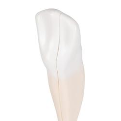 Zahn Modell Unterer Eckzahn 2-teilig - 3B Smart Anatomy / Bild 6