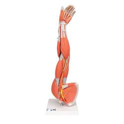 Armmuskel Modell 6-teilig - 3B Smart Anatomy