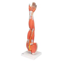 Armmuskel Modell 6-teilig - 3B Smart Anatomy / Bild 5