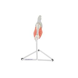 Fingermodell mit Muskeln und Sehnen, 3B Smart Anatomy / Bild 3