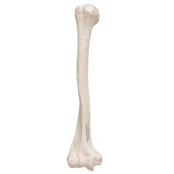 Oberarmknochen Modell - 3B Smart Anatomy / Bild 3