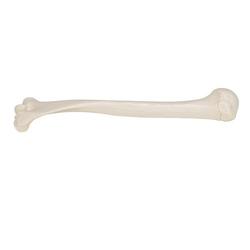 Oberarmknochen Modell - 3B Smart Anatomy / Bild 7