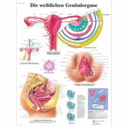 Lehrtafel - Die weiblichen Genitalorgane