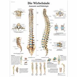 Poster Die menschliche Wirbelsäule  / Bild 1