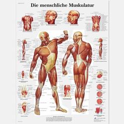 Lehrtafel - Die menschliche Muskulatur