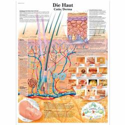 Lehrtafel - Die Haut - Poster