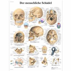 Lehrtafel - Der menschliche Schädel