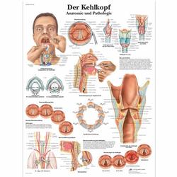 Lehrtafel - Der Kehlkopf