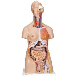 Torso Luxus Modell weiblich & männlich