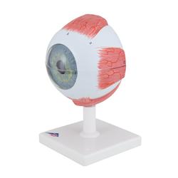 Auge 5- fache Grösse 6 teilig - 3B Smart Anatomy / Bild 7