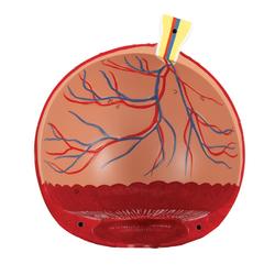 Auge 5- fache Grösse 6 teilig - 3B Smart Anatomy / Bild 9