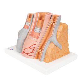 Arterie und Vene Modell, 3B Smart Anatomy / Bild 6