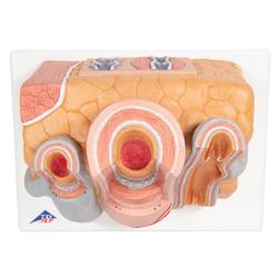 Arterie und Vene Modell, 3B Smart Anatomy / Bild 8