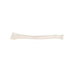 Speichenknochen Modell - 3B Smart Anatomy / Bild 5