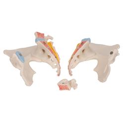 Becken-Skelett weiblich - 3B Smart Anatomy / Bild 5