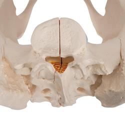 Becken-Skelett weiblich - 3B Smart Anatomy / Bild 7