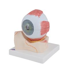 Auge 5-fache Grösse 7-teilig - 3B Smart Anatomy / Bild 6
