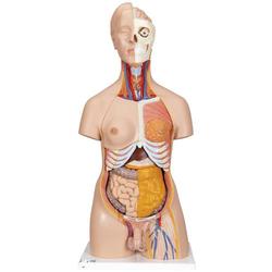 Torso Zweigeschlechtiger 20 teilig - 3B Smart Anatomy