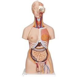 Torso Luxus-Modell mit weiblichen & männlichen / Bild 1