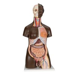 Torso Model afrikanisch weiblich & männlich
