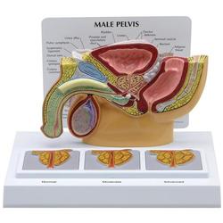 Becken männlich Modell mit Prostata 3D