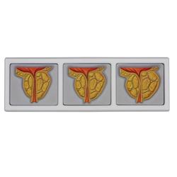 Becken männlich Modell mit Prostata 3D / Bild 2