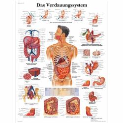 Lehrtafel - Das Verdauungssystem