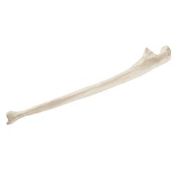 Elle, Ulna, rechts ORTHObones Standard