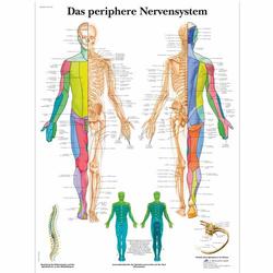 Lehrtafel - Das periphere Nervensystem / Bild 1