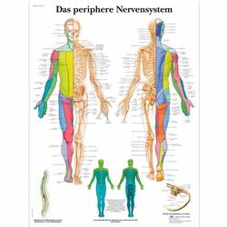 Lehrtafel - Das periphere Nervensystem