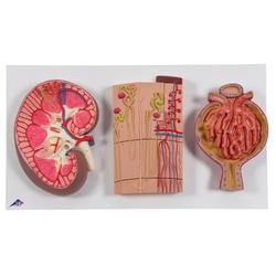 Serie Nierenschnitt Nephron Blutgefässen, Nierenkörper / Bild 1