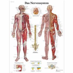 Lehrtafel - Das Nervensystem