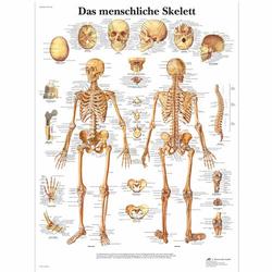 Lehrtafel - Das menschliche Skelett / Bild 1