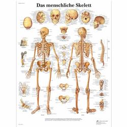 Lehrtafel - Das menschliche Skelett