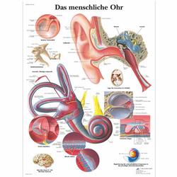 Lehrtafel - Das menschliche Ohr