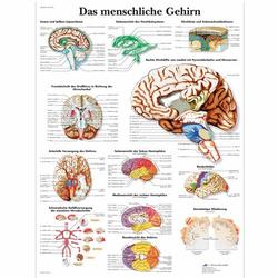 Lehrtafel - Das menschliche Gehirn