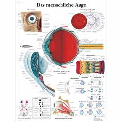 Lehrtafel - Das menschliche Auge / Bild 1