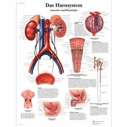 Lehrtafel - Das Harnsystem, Anatomie und Physiologie / Bild 1