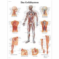 Lehrtafel - Das Gefässsystem