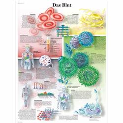 Lehrtafel - Das Blut / Bild 1