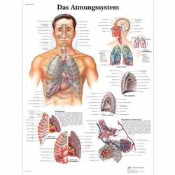 Lehrtafel - Das Atmungssystem / Bild 1