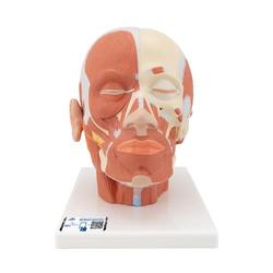 Kopfmodell mit Muskulatur - 3B Smart Anatomy / Bild 1