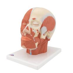 Kopfmodell mit Muskulatur - 3B Smart Anatomy / Bild 6