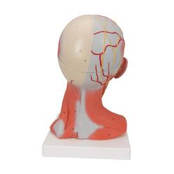 Kopfmodell mit Muskulatur Nerven & Gefässen inkl. Gehirn / Bild 3