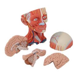 Kopfmodell mit Muskulatur Nerven & Gefässen inkl. Gehirn / Bild 5