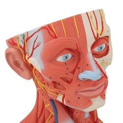 Kopfmodell mit Muskulatur Nerven & Gefässen inkl. Gehirn / Bild 6