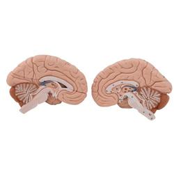 Kopfmodell mit Muskulatur Nerven & Gefässen inkl. Gehirn / Bild 8
