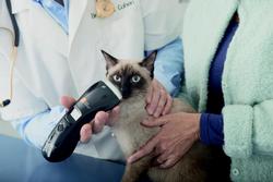 Softlaser B-Cure® VET PRO,  Laserdusche für Tiere / Bild 4