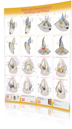 Karte der Ohrakupunktur f. Hunde u. Pferde